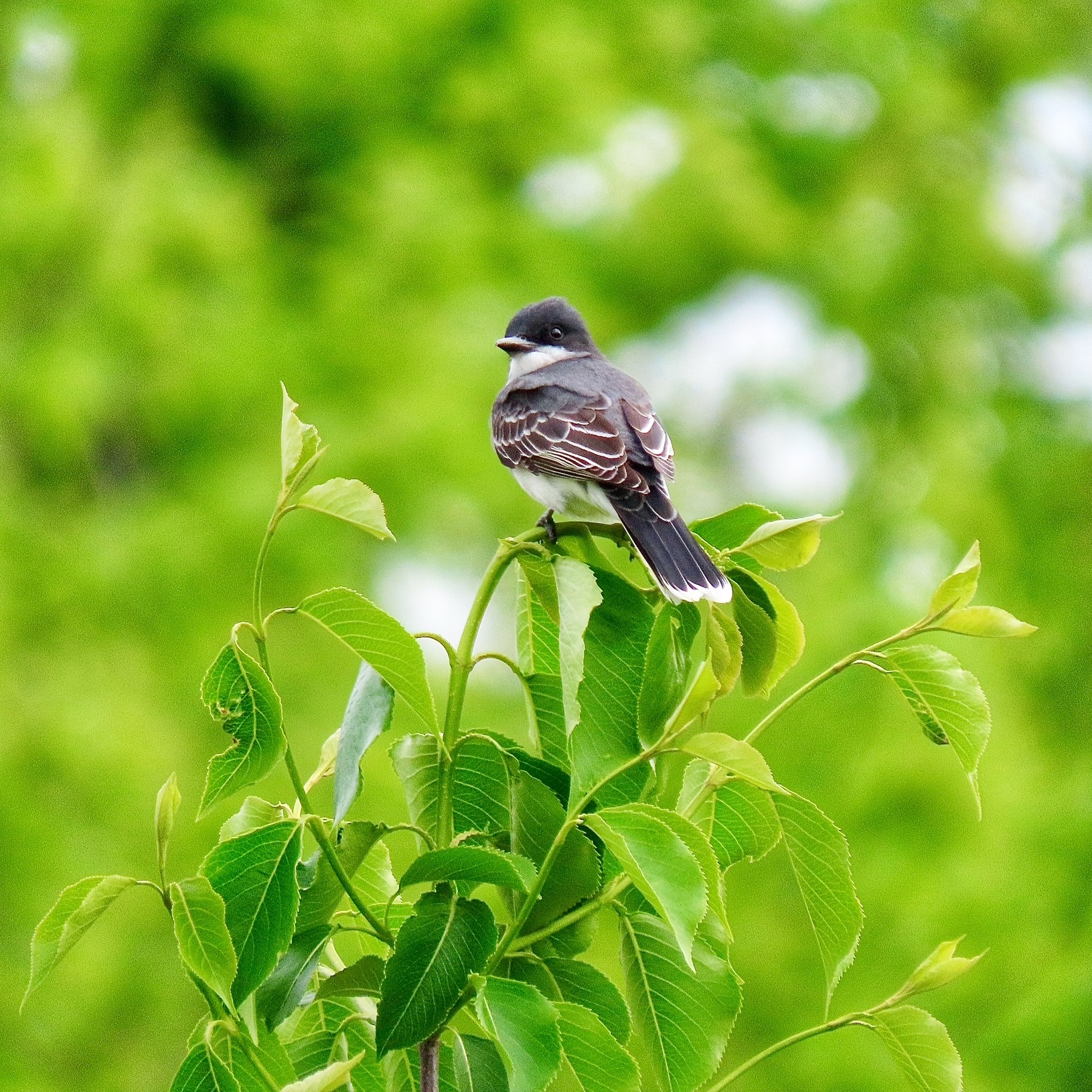 Birds of Baldpate Walk - logo